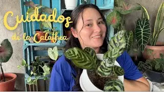 Cuidados de la Calathea, es una planta muy utilizada para decorar los interiores. 🫶🪴☀️🏡