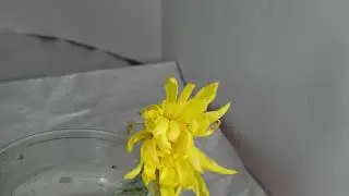 Time Lapse Video of Bloom and Withering of Chrysanthemum (菊花) Flower