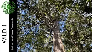 Waiomu Kauri Grove Walk- Coromandel