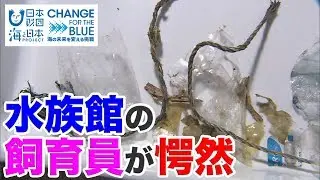 魚の胃からプラスチックごみ 富山湾に忍び寄る脅威 日本財団 海と日本PROJECT in 富山県 2019 #42