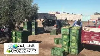 🫒🌧🌍خيرات زيت زيتون حوزية منارة قلعة سراغنة بعد أمطار الخير ها بشحال كيلت 2طن تمن أصبح مناسب