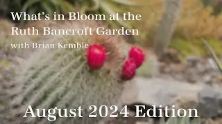 What's in Bloom at The Ruth Bancroft Garden  (August 2024)