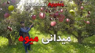 Wardak Jalrez Delicious apples | Afghanistan | د وردګو مڼې