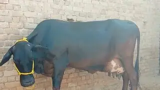 HF & SAHIWAL CROSS BREED COW MILK CAPACITY 25 LITER PRICE-55,000₹ |RAJAT KHURANA SIR-88755-10095 🤗