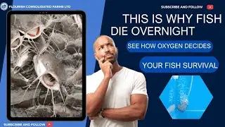 This is why fish die overnight 