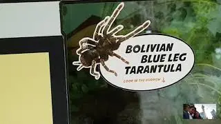 Explore New Zealand:They actually have BIG and RARE TARANTULAS in WELLINGTON ZOO