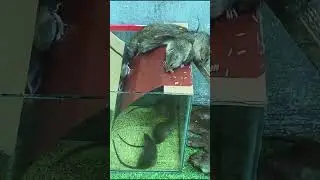Rat Trap Ideas  Temporary Mouse Traps #RatTrap  #animals #mousetrap #rat #pets #cute