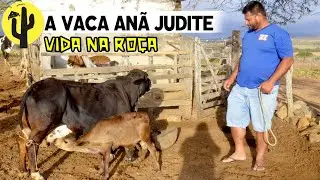 [VIDA NA ROÇA] Neto apresenta sua VACA ANÃ Judite e tira Leite dela - Parte 01 🌵
