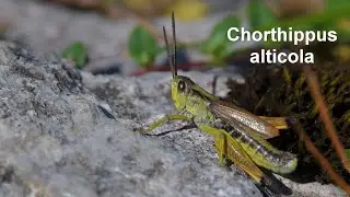 Chorthippus alticola -- H&ouml;hengrash&uuml;pfer -- Alpine Grasshopper