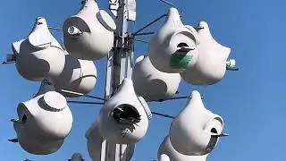 Purple martin (Progne subis). Plum Island, MA 11 May 2025. iPhone video.