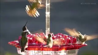 Lil Sweety Hummingbird Feeders - Made In The USA