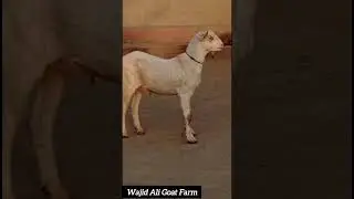 ABLk bareedar Age 2 Dant .At Wajid Ali Goat Farm#shotvideo#vril#