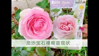 从Home depot买的3颗粉色龙沙宝石月季裸根苗现在怎样了？物有所值吗?Climbing Eden Rose（西雅图May姐）