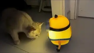[Highlights] 8 month old kitten cat Pepper first time meeting glowing talking minion toy