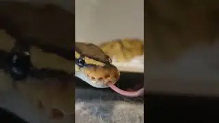 #snake #python #reptilelife #reptiles #ballpython #animal #pet #viral #pythonsnake #snakevideo