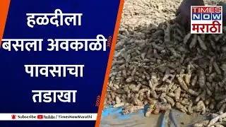 Loss of turmeric crop in Yavatmal| हळदी पिकात अवकाळी पावसाचं थैमान,शेतकऱ्यांच्या कष्टावर फिरलं पाणी