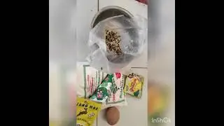 Umpan putih ikan mas yang lagi viral bikin geger dunia pemancingan kuras empang di surabaya