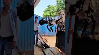 Goats Jumping in Deonar❤️ #bakraeid #bakraeid2024 #bakraeidspecial #bakra #goats #trending #biggoats
