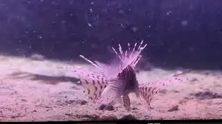 Fish Goddess under the ocean