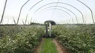 Burro Grande Robot with Agri Automation CF800 Electric Foliar Sprayer