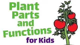 Parts of a Plant and Their Functions for kids | Root,Stem,Leaf, Flower & Fruit