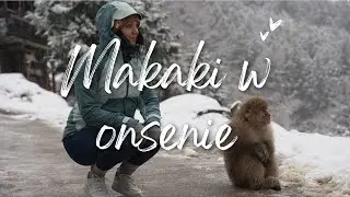 Zimowy cud Japonii – małpy w gorących źródłach
