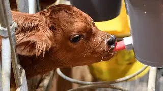 Safe and sustainable European food