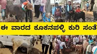 ಈ ವಾರದ ಕೂಕನಪಳ್ಳಿ ಕುರಿ ಸಂತೆ | Kukanapalli sheep market |