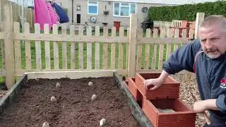 Back garden veg plot: more maunre 2nd salad bed and 1st early potatoes Maris Baird.