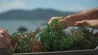 Agro, Sa&uacute;de e Coopera&ccedil;&atilde;o - Macroalgas