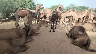 Surprising Camel Behaviors in The Wild 🔥🐫 | Unveiling Hidden Behaviors in Their Natural Habitat