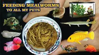 Feeding Dry worms To Arowana , Flowerhorn & Turtles - See the fish reaction of worms