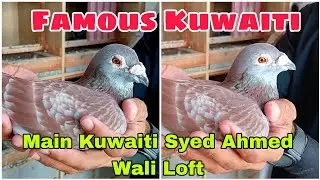 Main Kuwaiti Breeder Pigeon Of Syed Ahmed Wali Loft | Produced Many Champions In Pakistan | Kuwaiti 