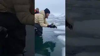 Seal entrusts humans with her pup heartwarming moment #wildlife #nature #animals