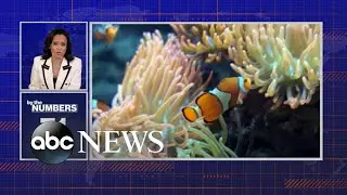 By the Numbers: World Oceans Day | ABCNL