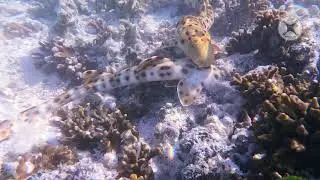 Epaulette Sharks - Heron Island hunting grounds July 2021