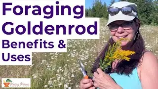 Foraging Goldenrod (Solidago): Benefits & Uses