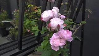 Intro to Mary Gardens & Rose Societies | June 2025