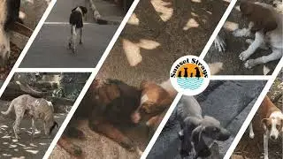 Saving the street dogs of Madagascar
