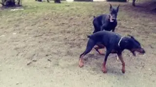 Two doberman playing
