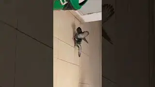 #company #music #shortvideo #shortfeed #shorts #fight #pigeon #india #nature #birds #short