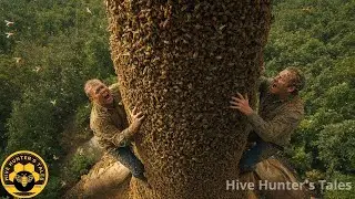 Terrifying Moment: Running from Wild Bees During Honey Hunt