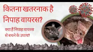 How dangerous Nipah Virus is? Understanding the Threat, Symptoms, and Prevention #virus #nipah
