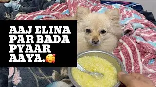 Aaj Elina Par Bada Pyaar Aaya. 🥰 #pets #dogfood #dogcare #dog #petcare #entertainment #vlog #video 