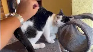 Belsa