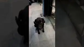 Homeless paws #shop #market #dog #doglover #pet #petlover #pettales