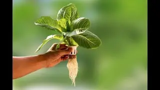 How To Design A Profitable Hydroponic Farm | Step By Step Guide