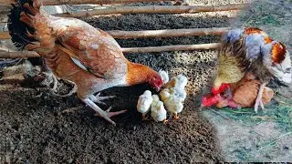 Very dangerous🫢eagle🦅|#chicken #vlog #hen #pets #dailyvlog #dailyroutine #petlover#daily#villagelife