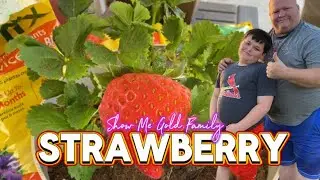 HOW WE REPOT OUR STRAWBERRY PLANT? @Show Me Gold Family