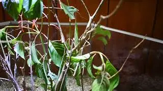 Branch insect at butterfly garden at palawan  philippine april 2018